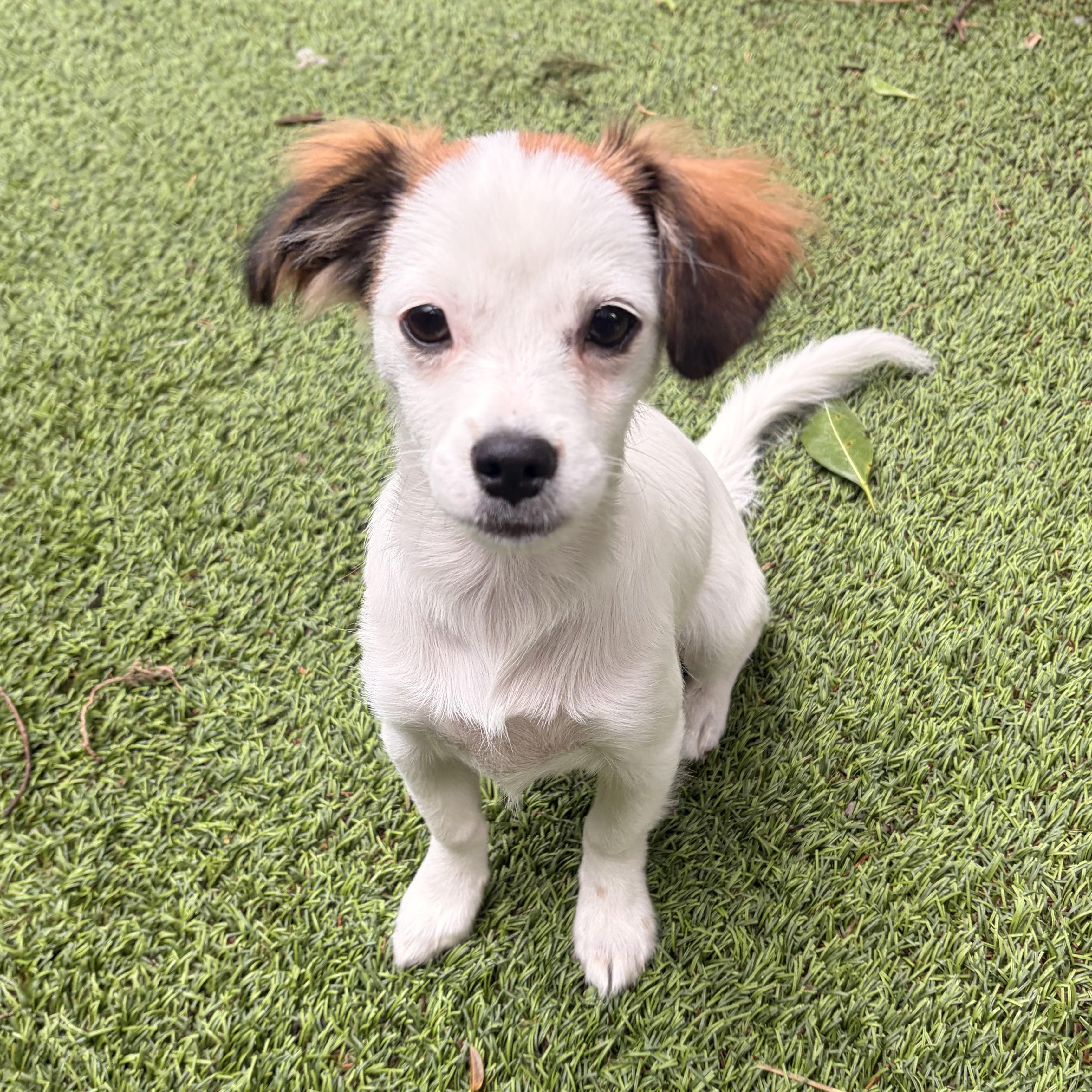 Enlarge Pearl, a Adoptable mixed breed in Los Angeles, CA image 1/6