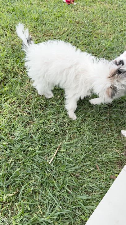 Enlarge Pearl, a Adoptable mixed breed in Los Angeles, CA video 6/6
