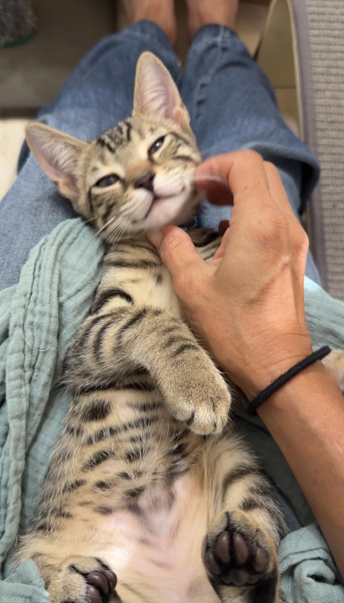 Mario, Adoptable, Kitten Male Domestic Short Hair.
