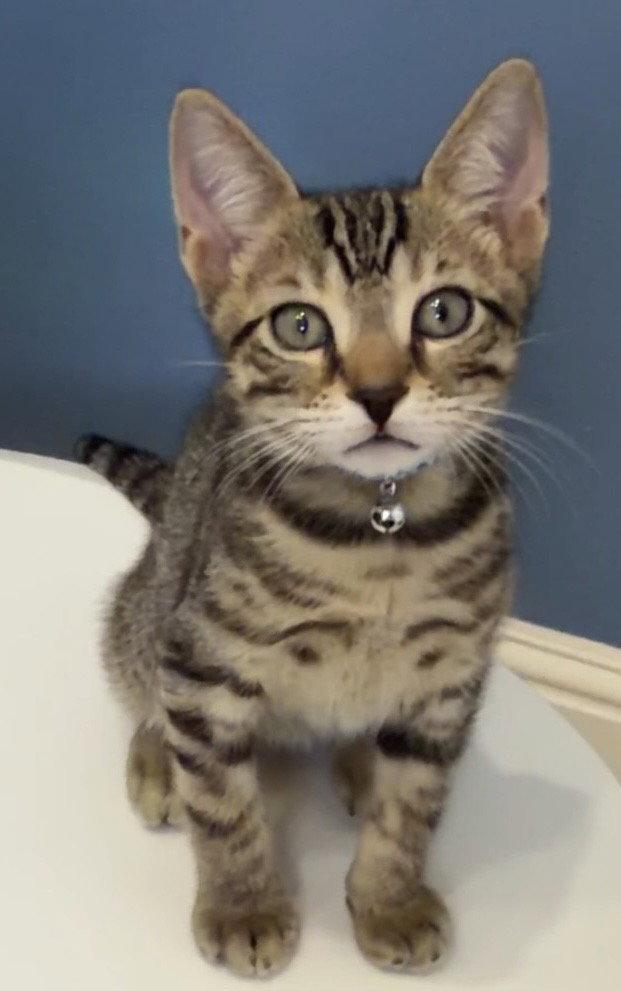 Enlarge Mario, a Adoptable Domestic Short Hair in Orlando, FL image 2/3