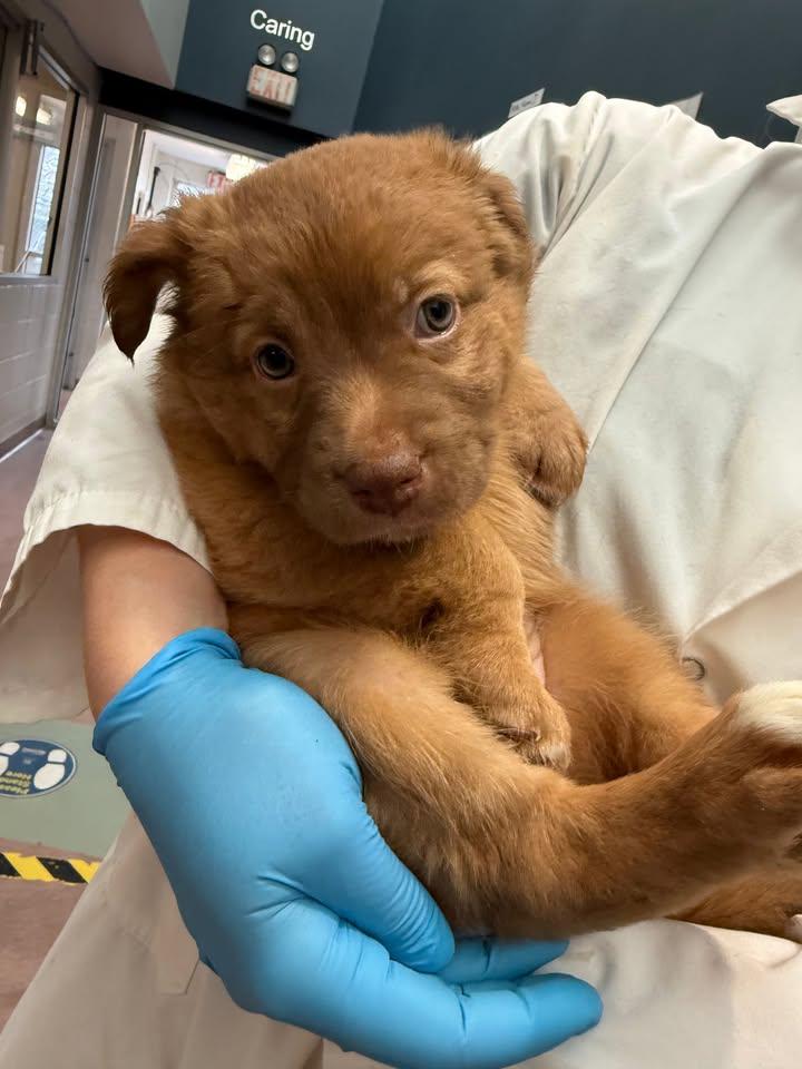 Enlarge Andromeda, an adoptable mixed breed in Hamilton, ON image 2/2