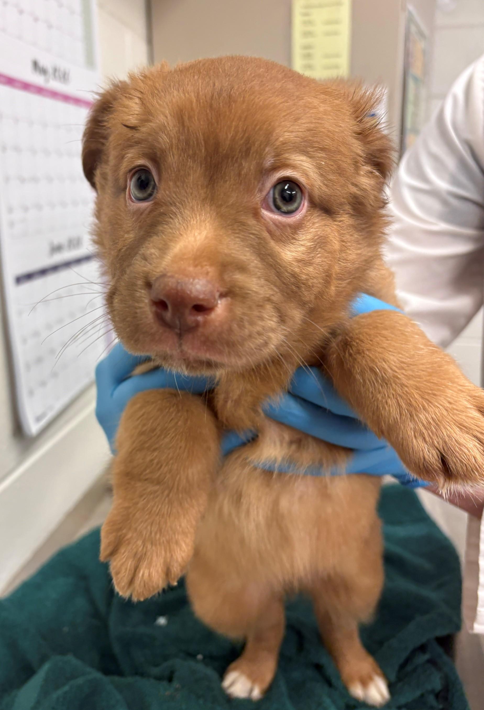 Andromeda, adoptable, Puppy Female Belgian Shepherd / Malinois.