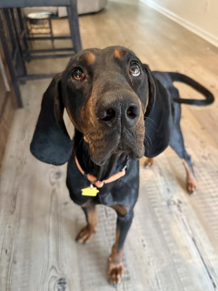 Leroy, Adoptable, Adult Male Black and Tan Coonhound.