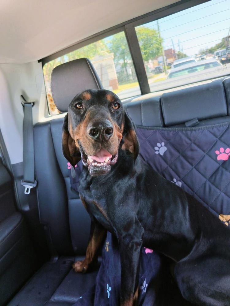Enlarge Leroy, a Adoptable Black and Tan Coonhound in Charleston, SC image 2/6