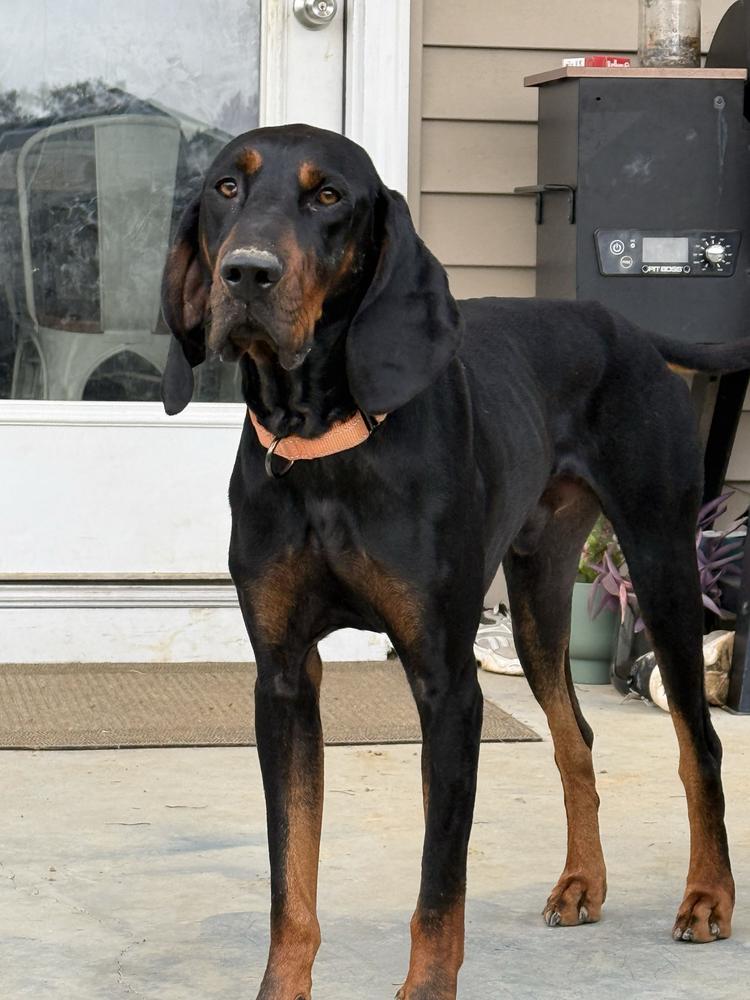 Enlarge Leroy, a Adoptable Black and Tan Coonhound in Charleston, SC image 3/6