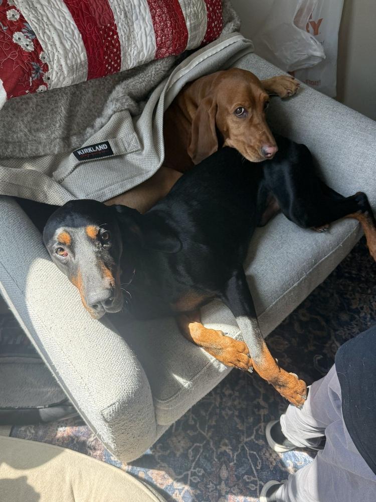 Enlarge Leroy, a Adoptable Black and Tan Coonhound in Charleston, SC image 4/6
