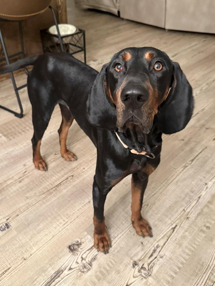 Enlarge Leroy, a Adoptable Black and Tan Coonhound in Charleston, SC image 5/6