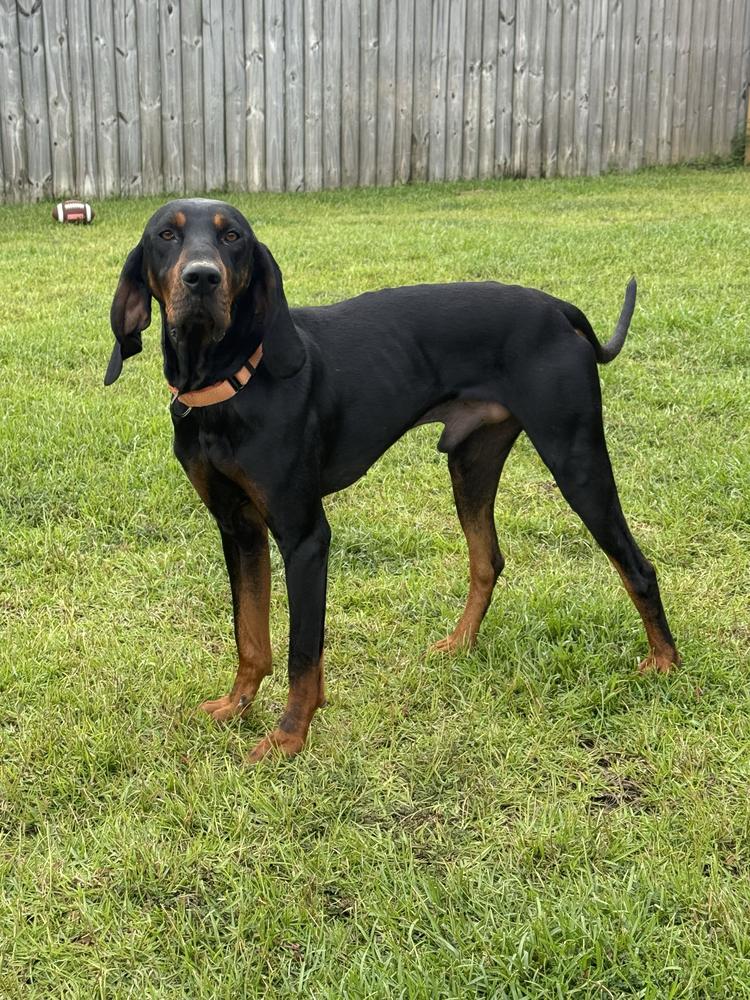 Enlarge Leroy, a Adoptable Black and Tan Coonhound in Charleston, SC image 6/6