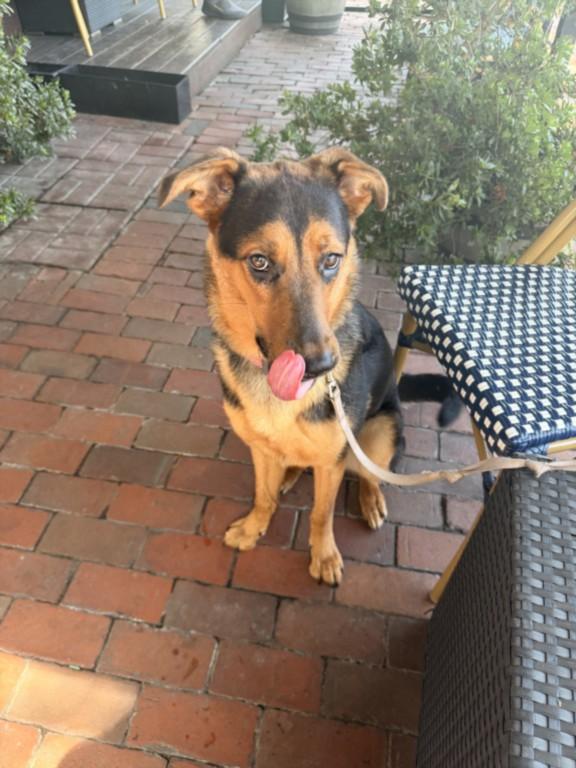 MICHELLE, Adoptable, Young Female German Shepherd Dog & Mixed Breed.