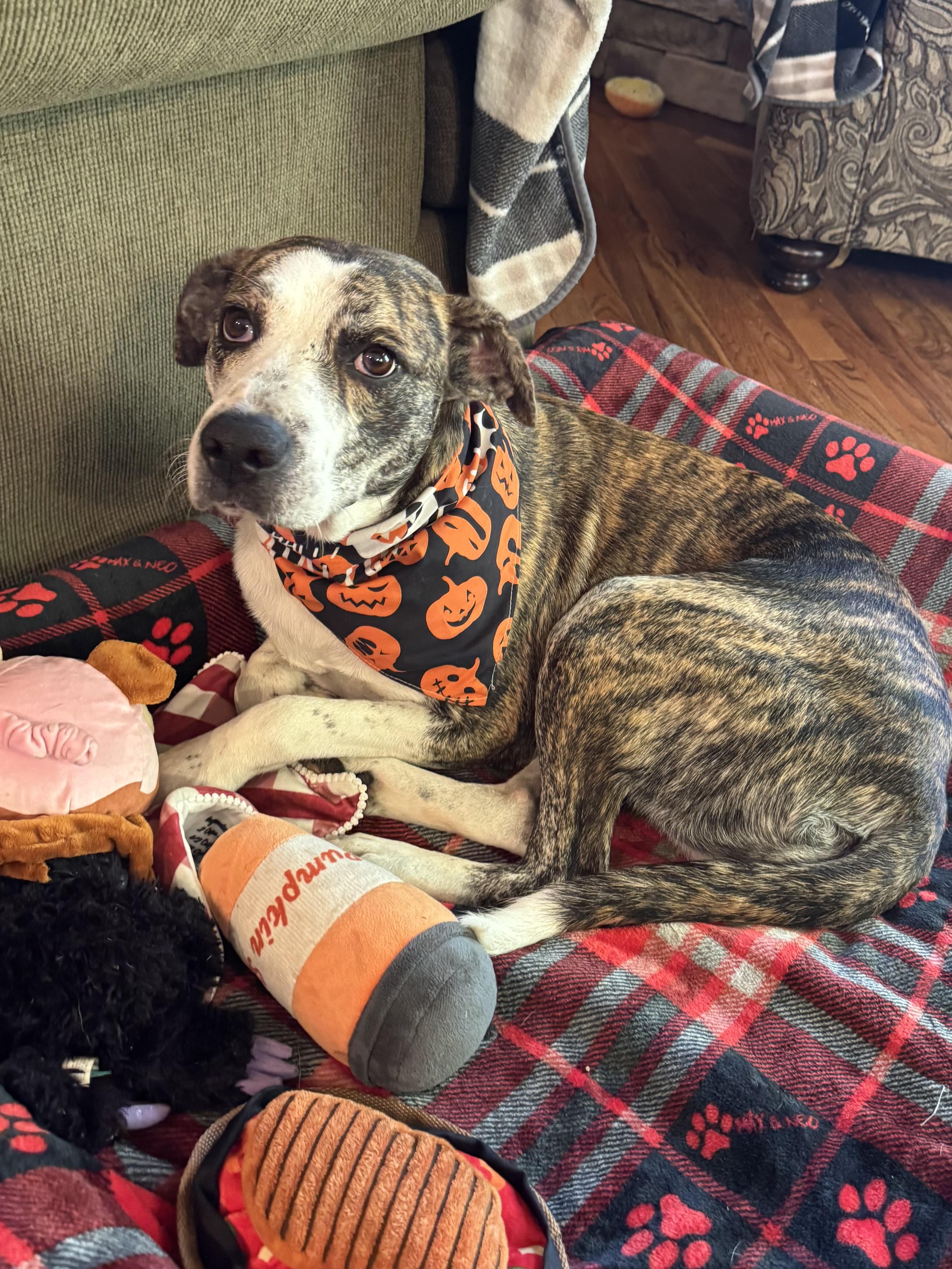 Smiley Miley - Pop Star Momma