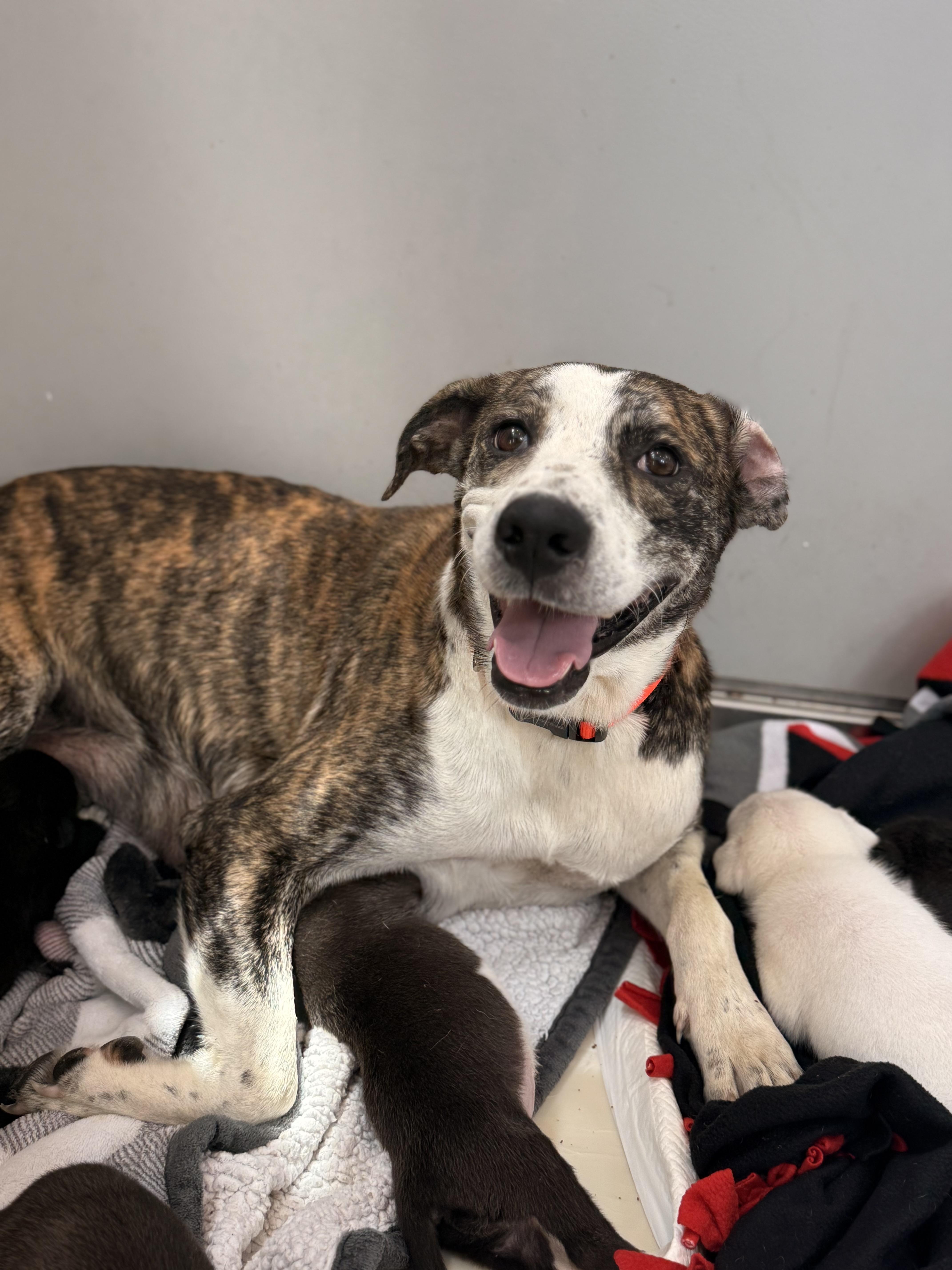 Smiley Miley - Pop Star Momma