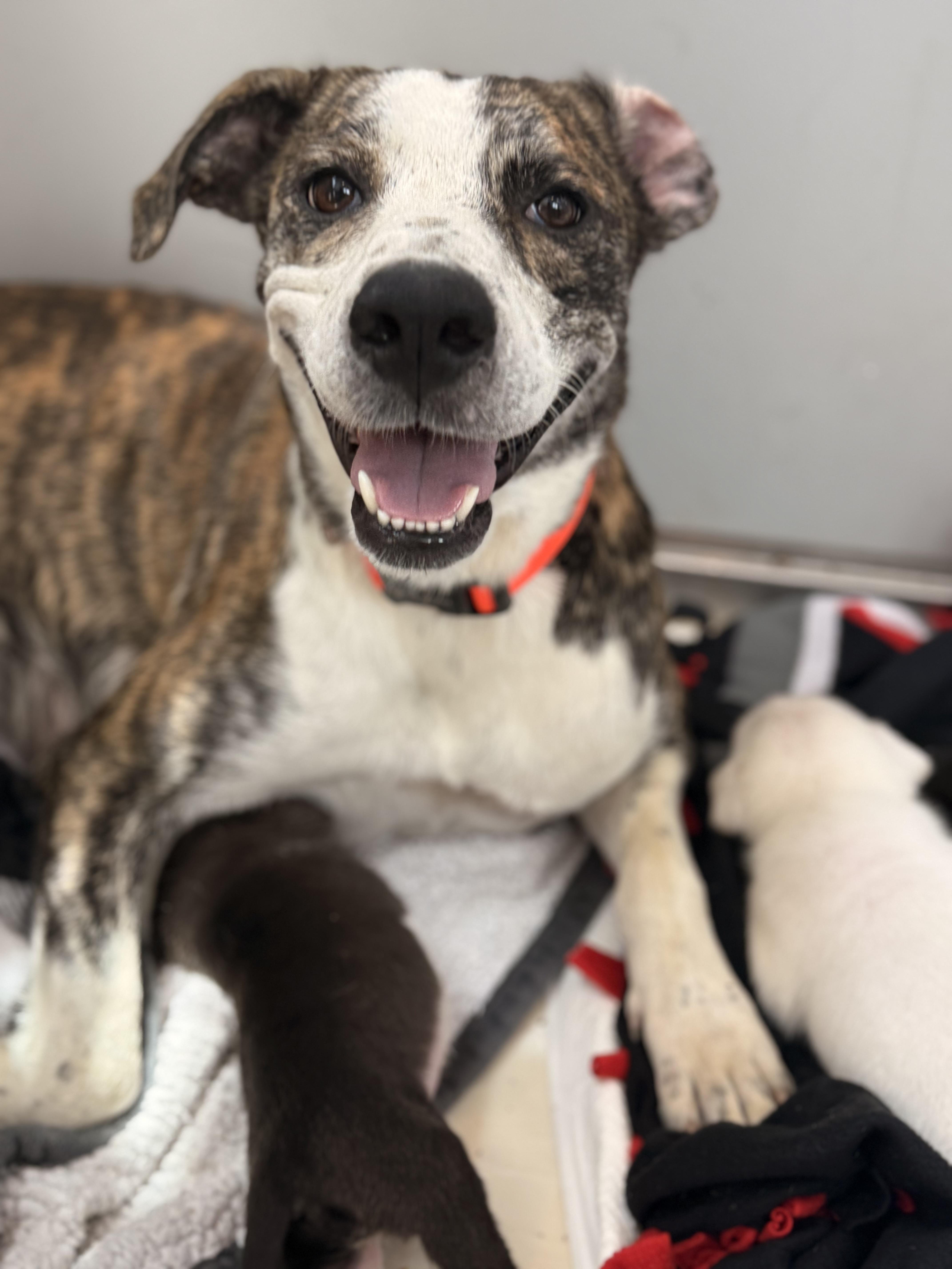 Smiley Miley - Pop Star Momma