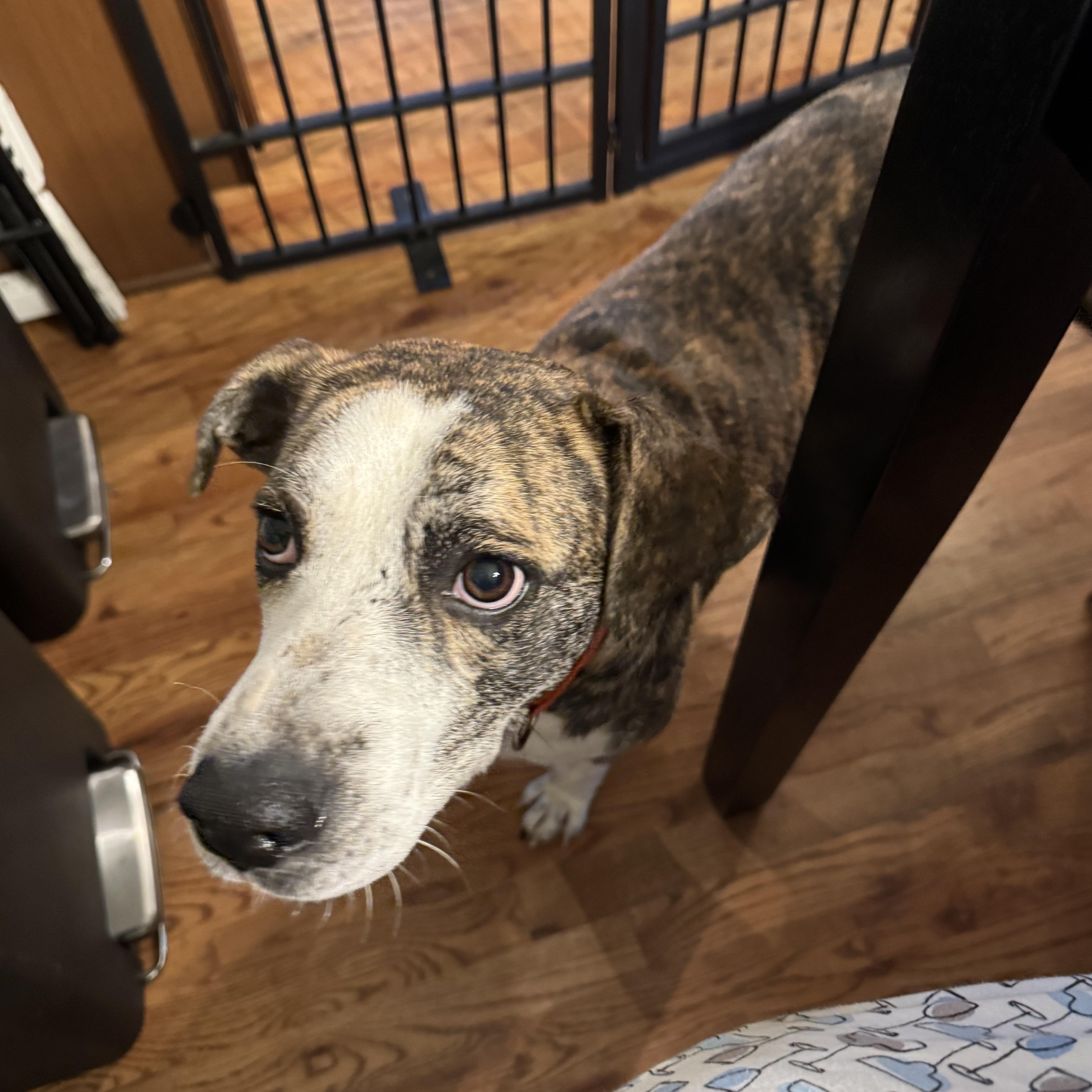 Smiley Miley - Pop Star Momma