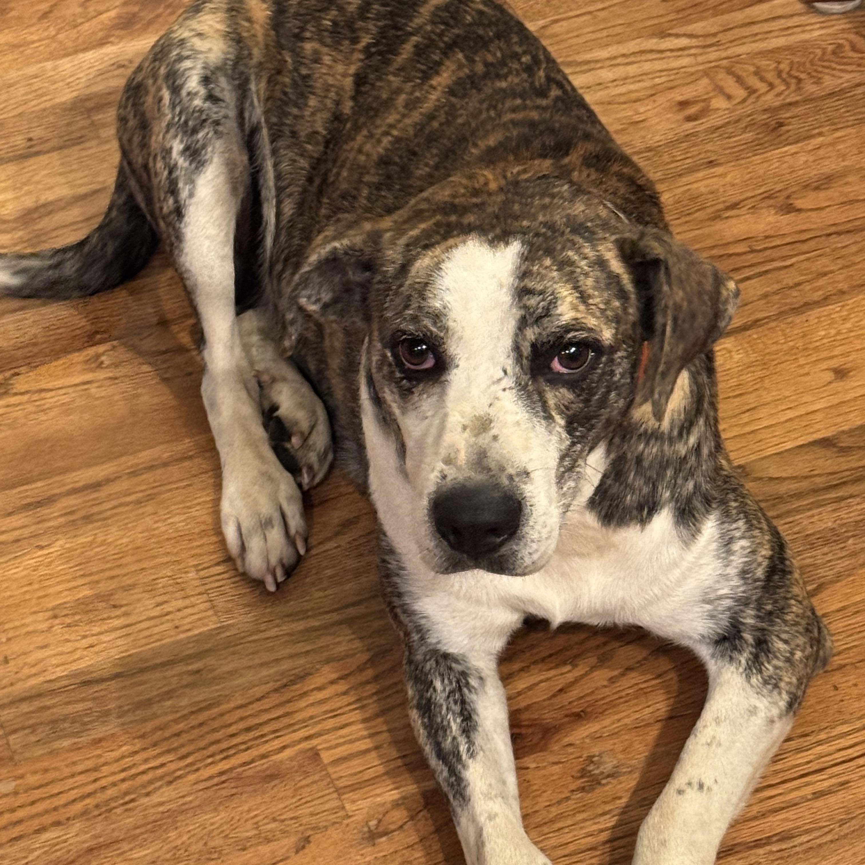 Smiley Miley - Pop Star Momma