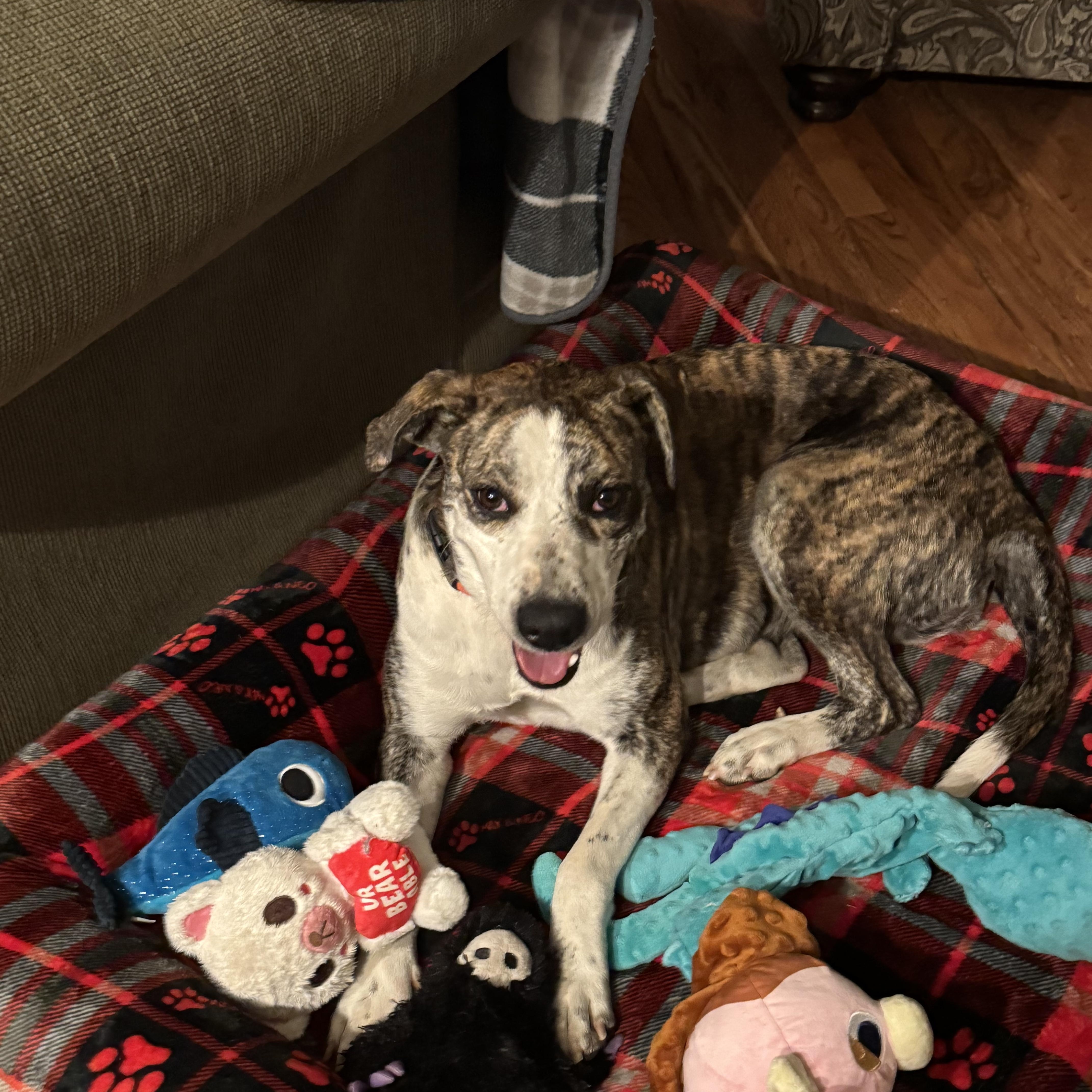 Smiley Miley - Pop Star Momma