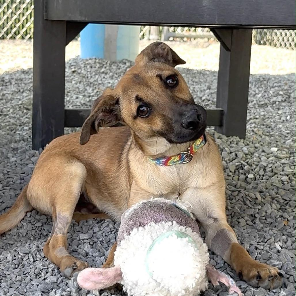 Yogi, Adoptable, Puppy Male Mixed Breed.