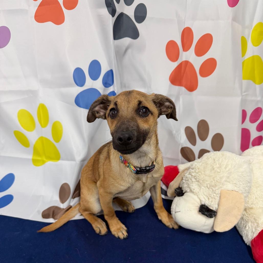 Enlarge Yogi, a Adoptable Mixed Breed in Walnut Cove, NC image 2/6