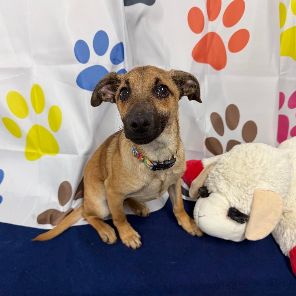 Enlarge Yogi, a Adoptable Mixed Breed in Walnut Cove, NC image 3/6