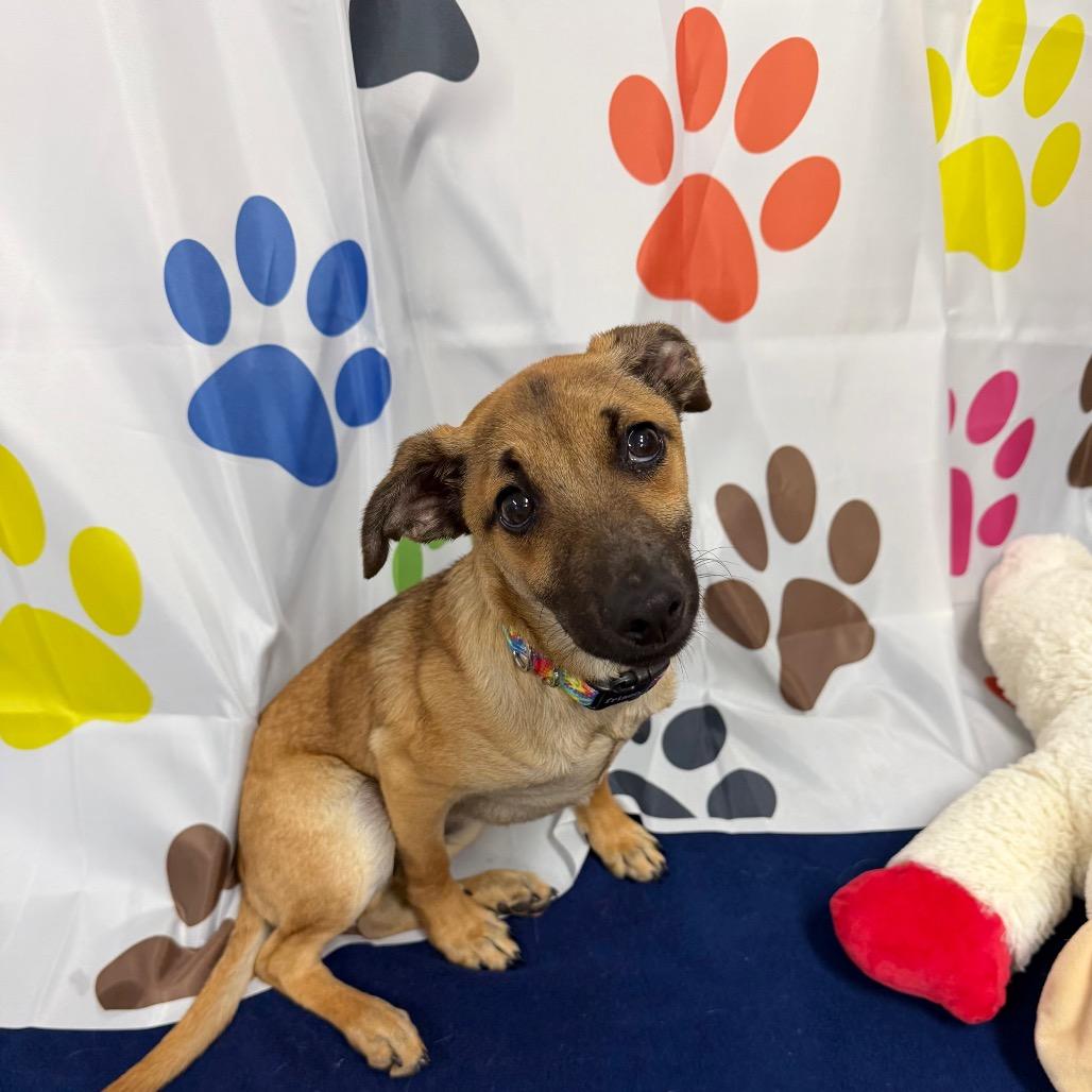 Enlarge Yogi, a Adoptable Mixed Breed in Walnut Cove, NC image 4/6