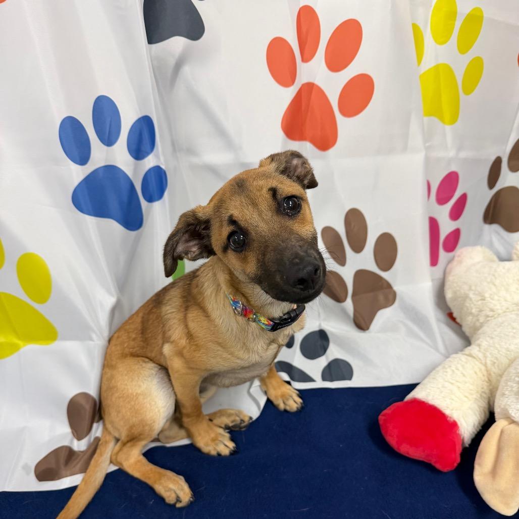 Enlarge Yogi, a Adoptable Mixed Breed in Walnut Cove, NC image 5/6