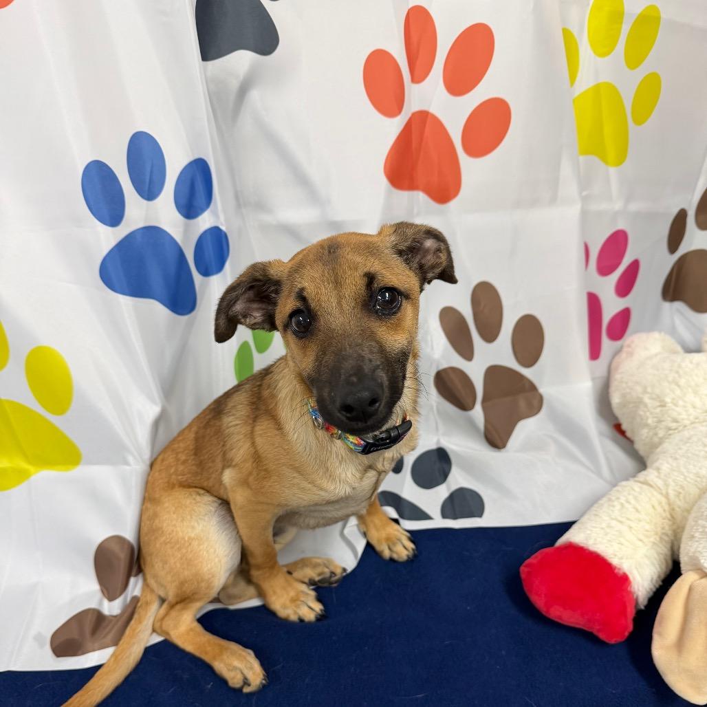 Enlarge Yogi, a Adoptable Mixed Breed in Walnut Cove, NC image 6/6