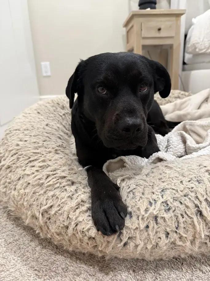 Enlarge Papas, a ADOPTABLE mixed breed in Polk, OH image 4/5