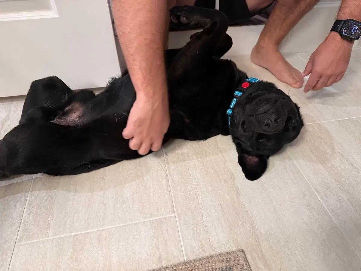 Enlarge Papas, a ADOPTABLE mixed breed in Polk, OH image 5/5