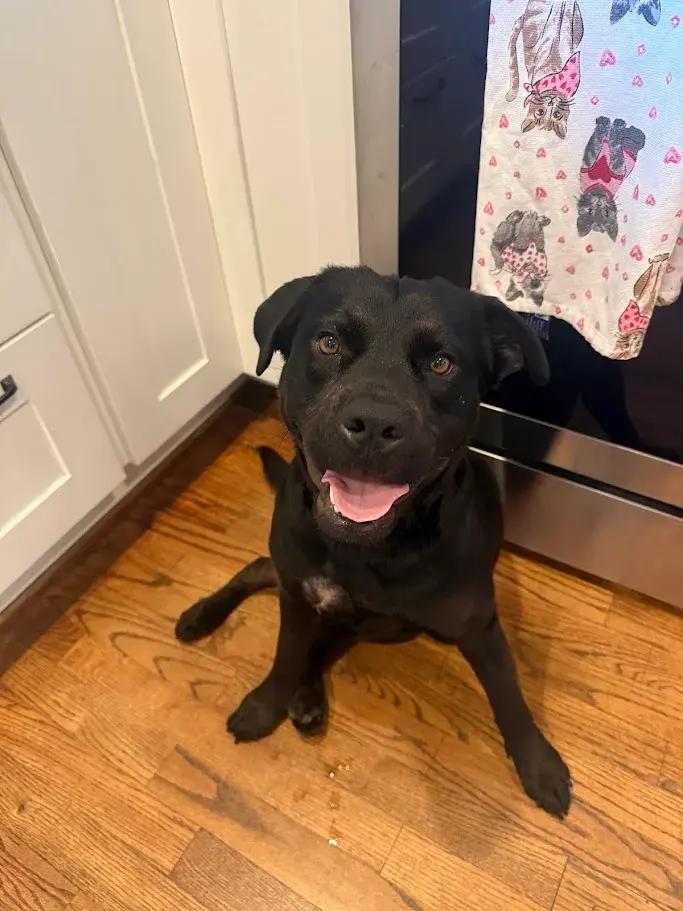 Enlarge Papas, a ADOPTABLE mixed breed in Polk, OH image 2/5