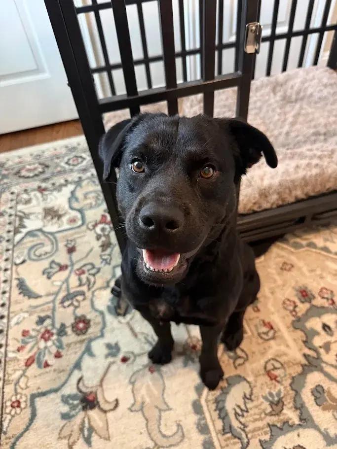 Papas, ADOPTABLE, Young Male Black Labrador Retriever & Mixed Breed.