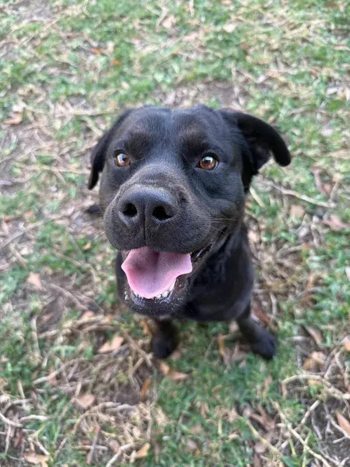 Enlarge Papas, a ADOPTABLE mixed breed in Polk, OH image 3/5