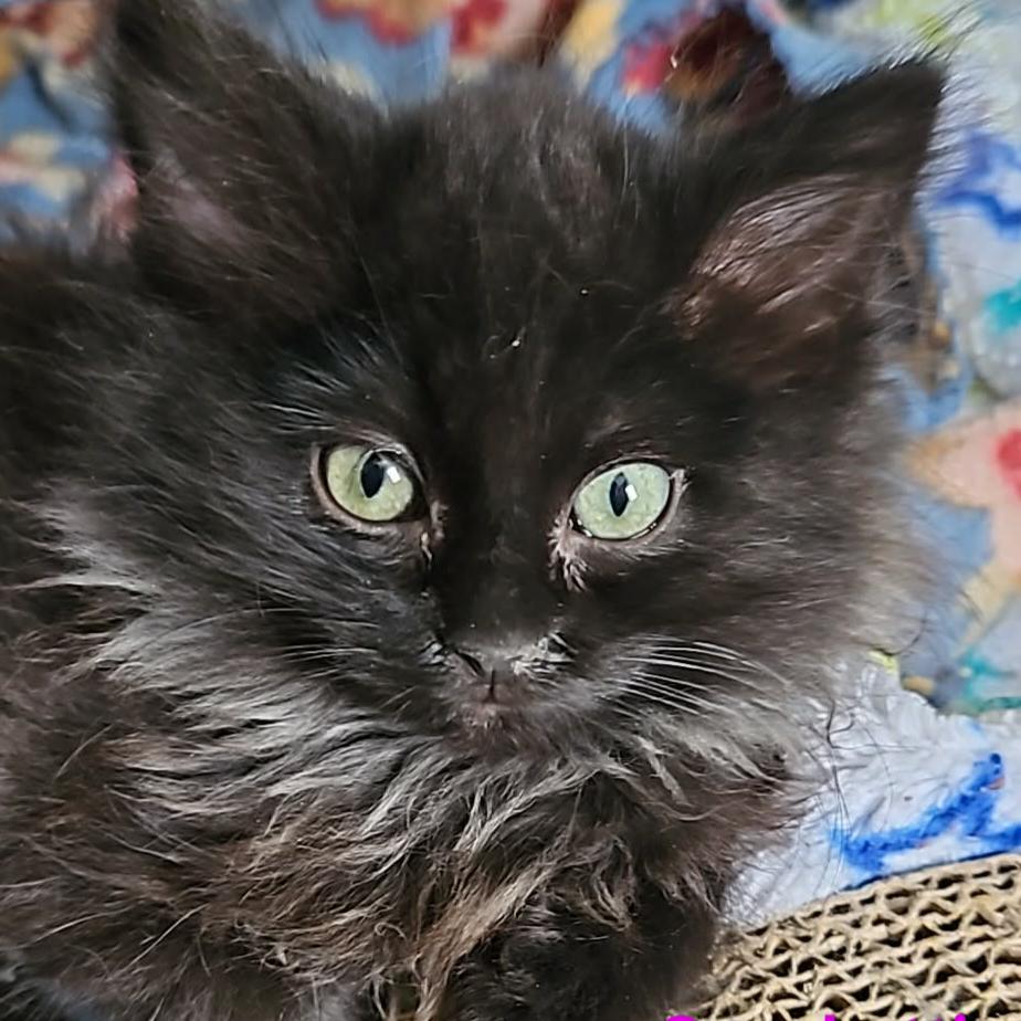 Spaghetti, Adoptable, Young Female Domestic Long Hair.