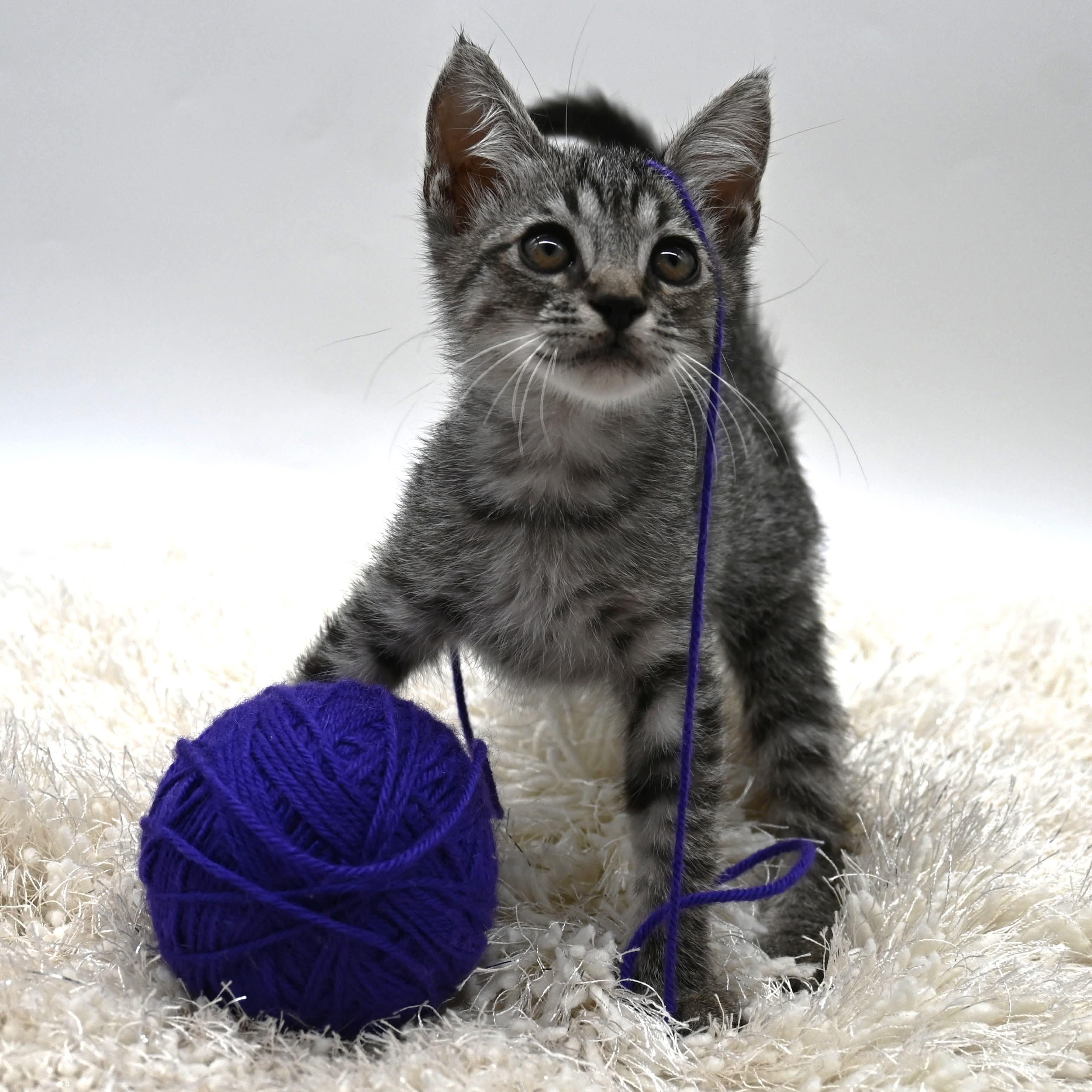 Matt, Adoptable, Kitten Male Domestic Short Hair.