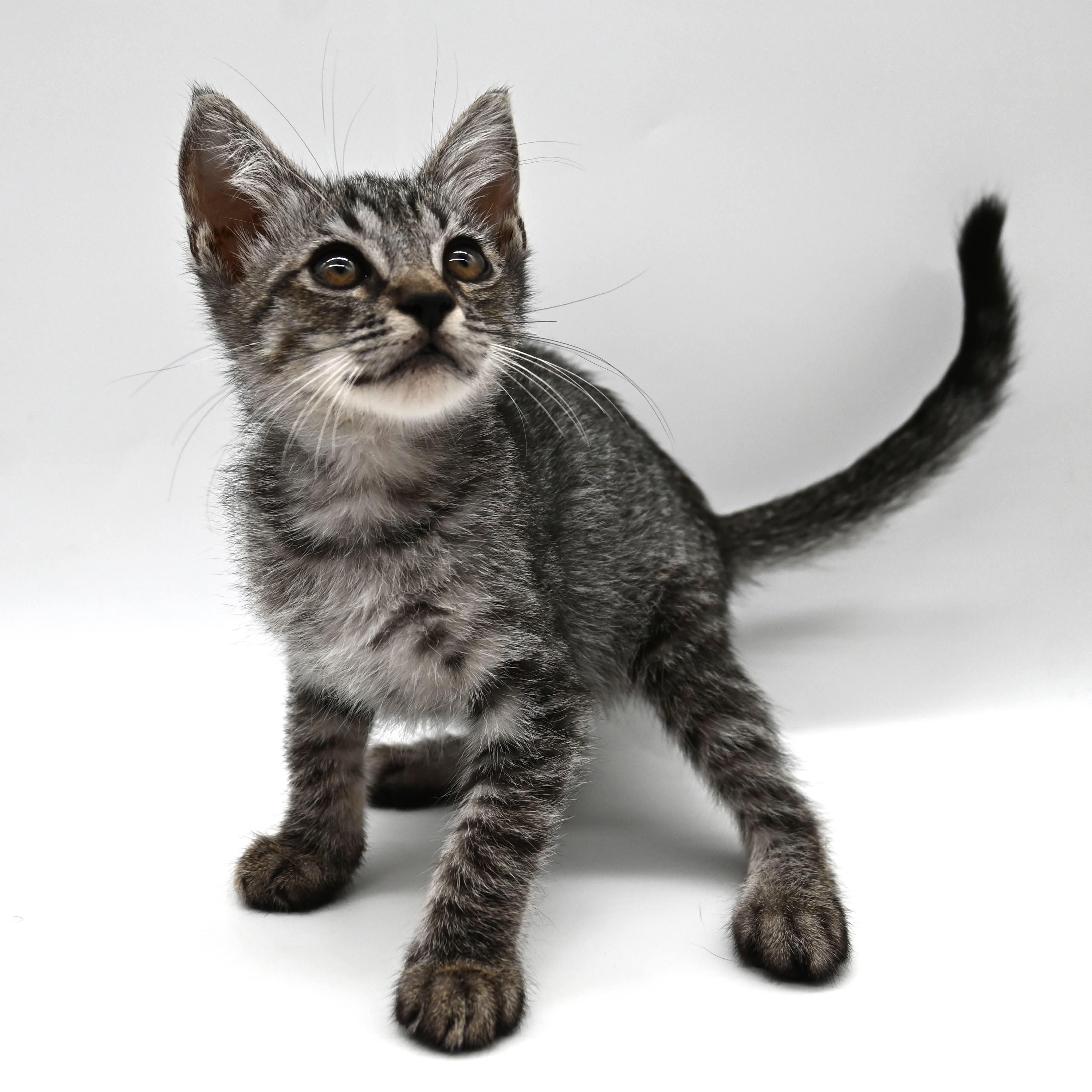 Matt, a Adoptable mixed breed in South Amboy, NJ image 3/6