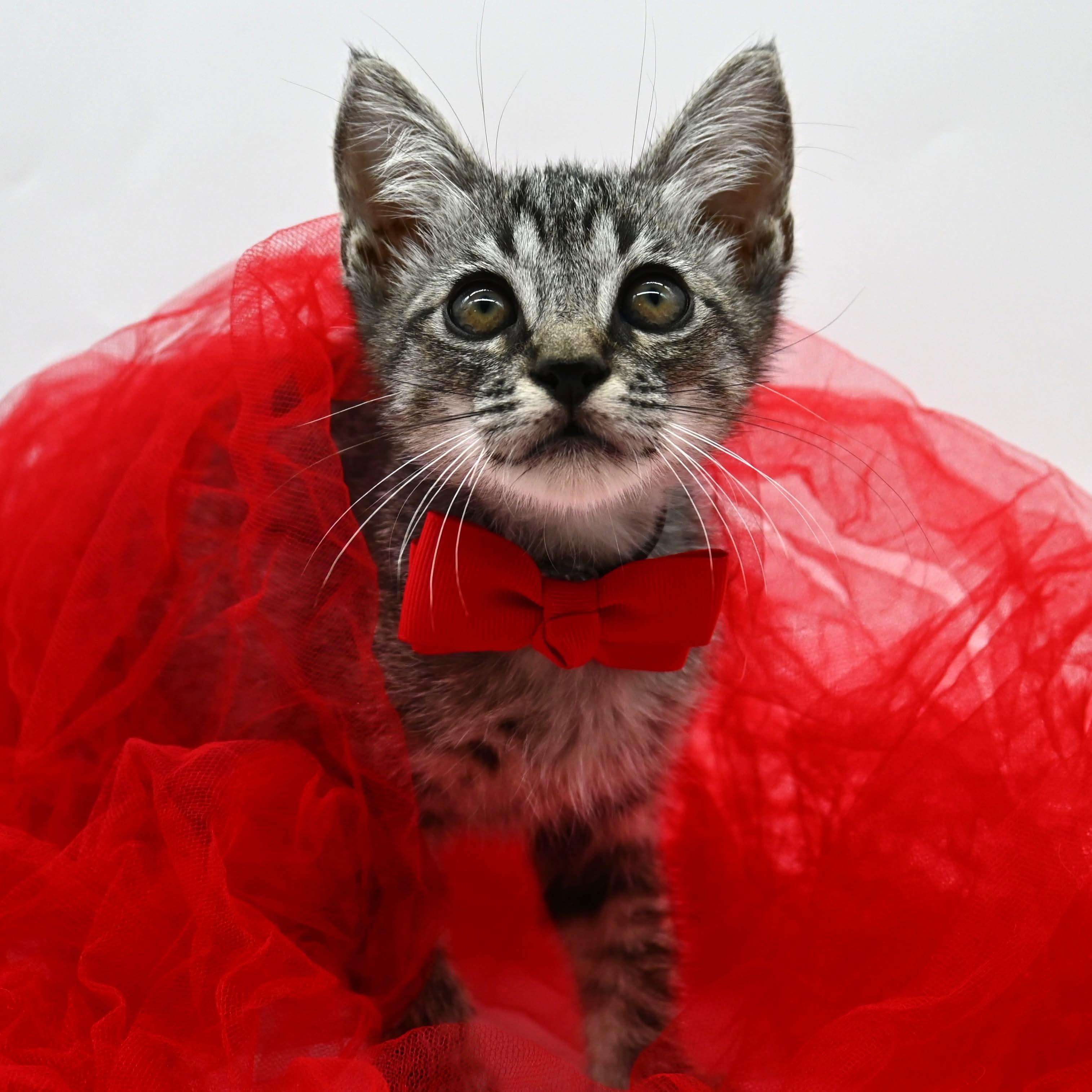 Matt, a Adoptable mixed breed in South Amboy, NJ image 4/6