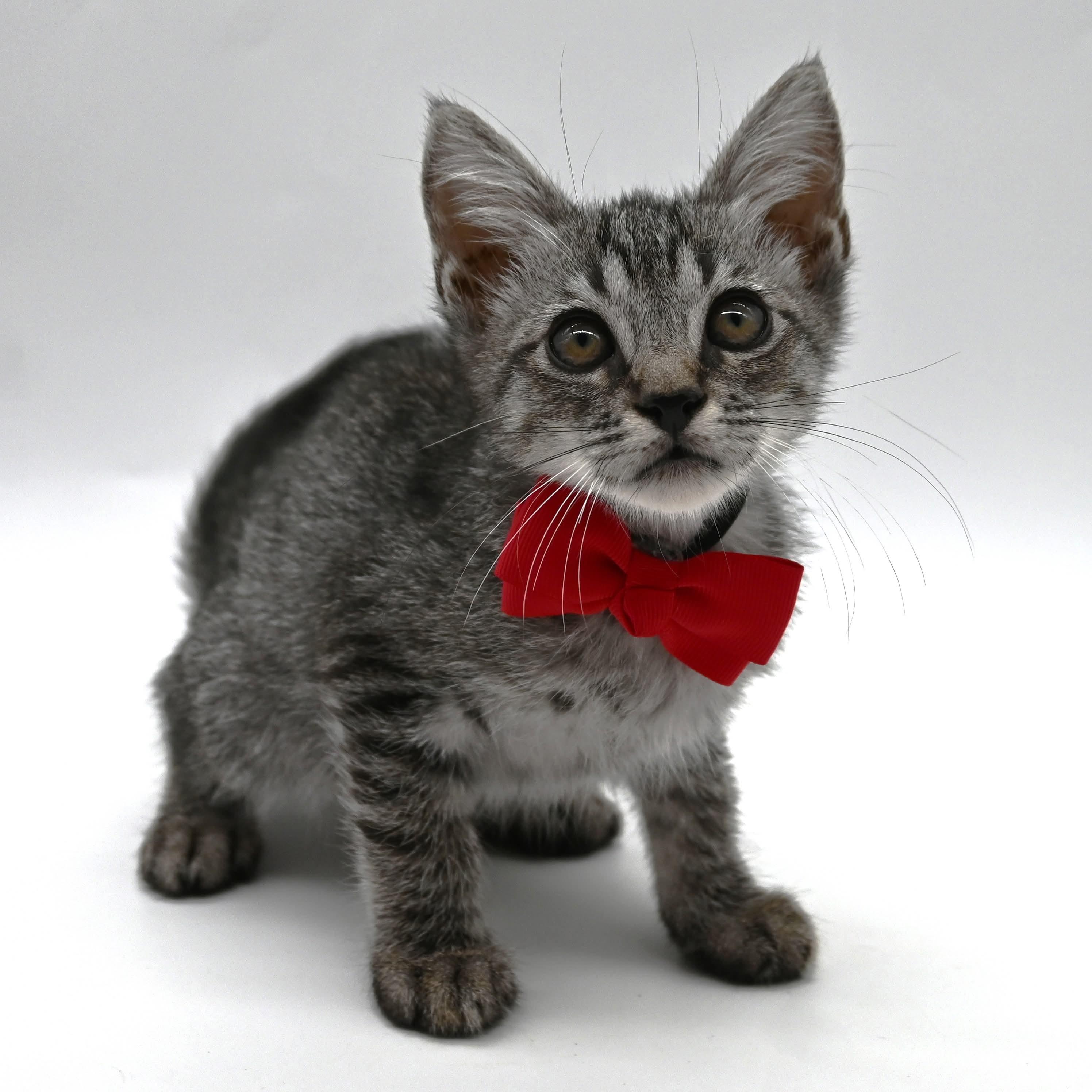 Matt, a Adoptable mixed breed in South Amboy, NJ image 5/6