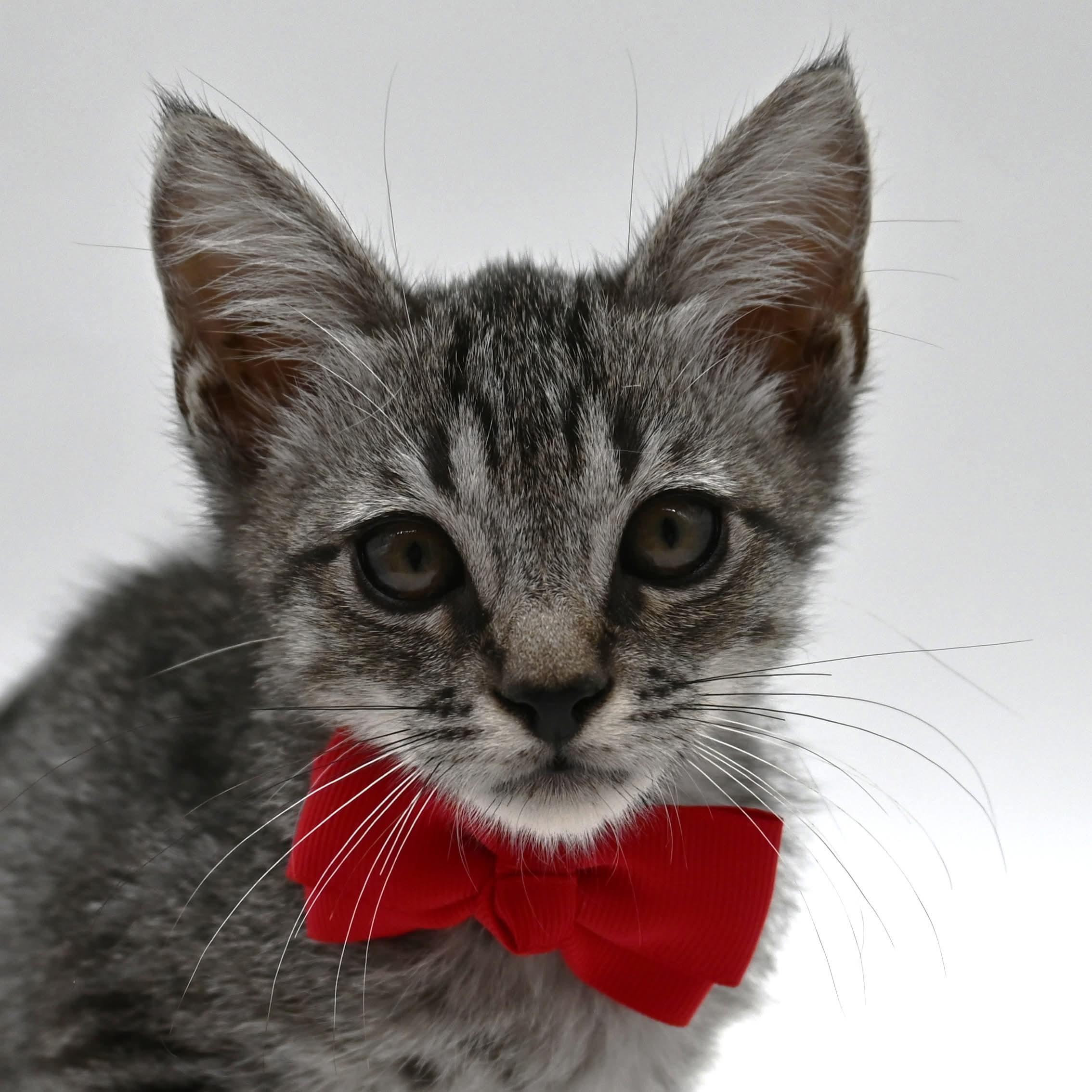 Matt, a Adoptable mixed breed in South Amboy, NJ image 6/6