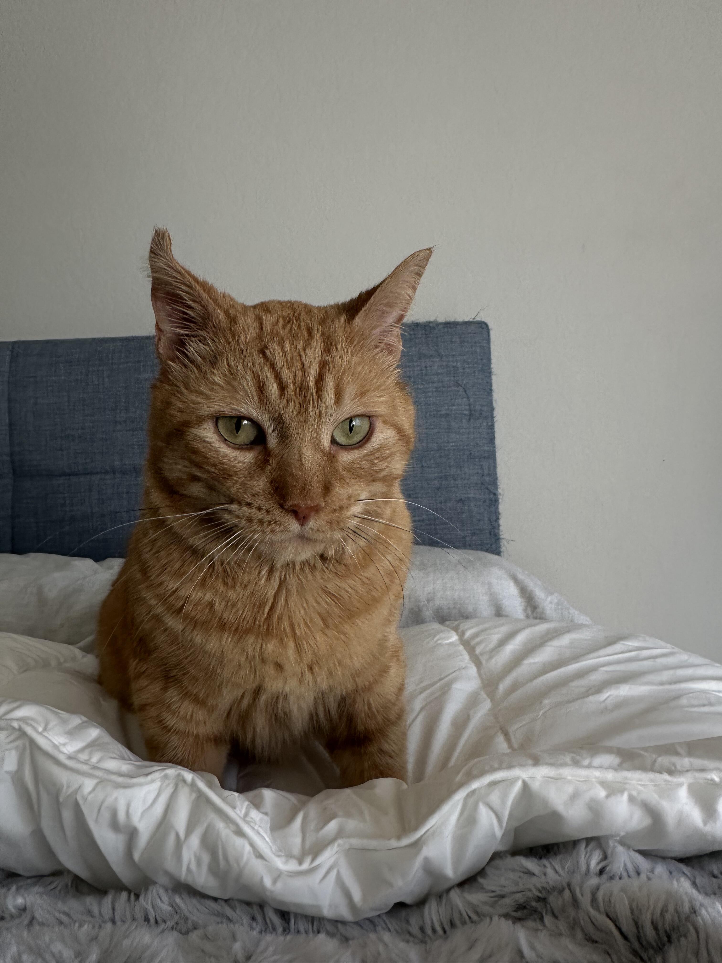 Enlarge Pumpkin - Orange Male, a ADOPTABLE Domestic Short Hair in Fullerton, CA image 4/4