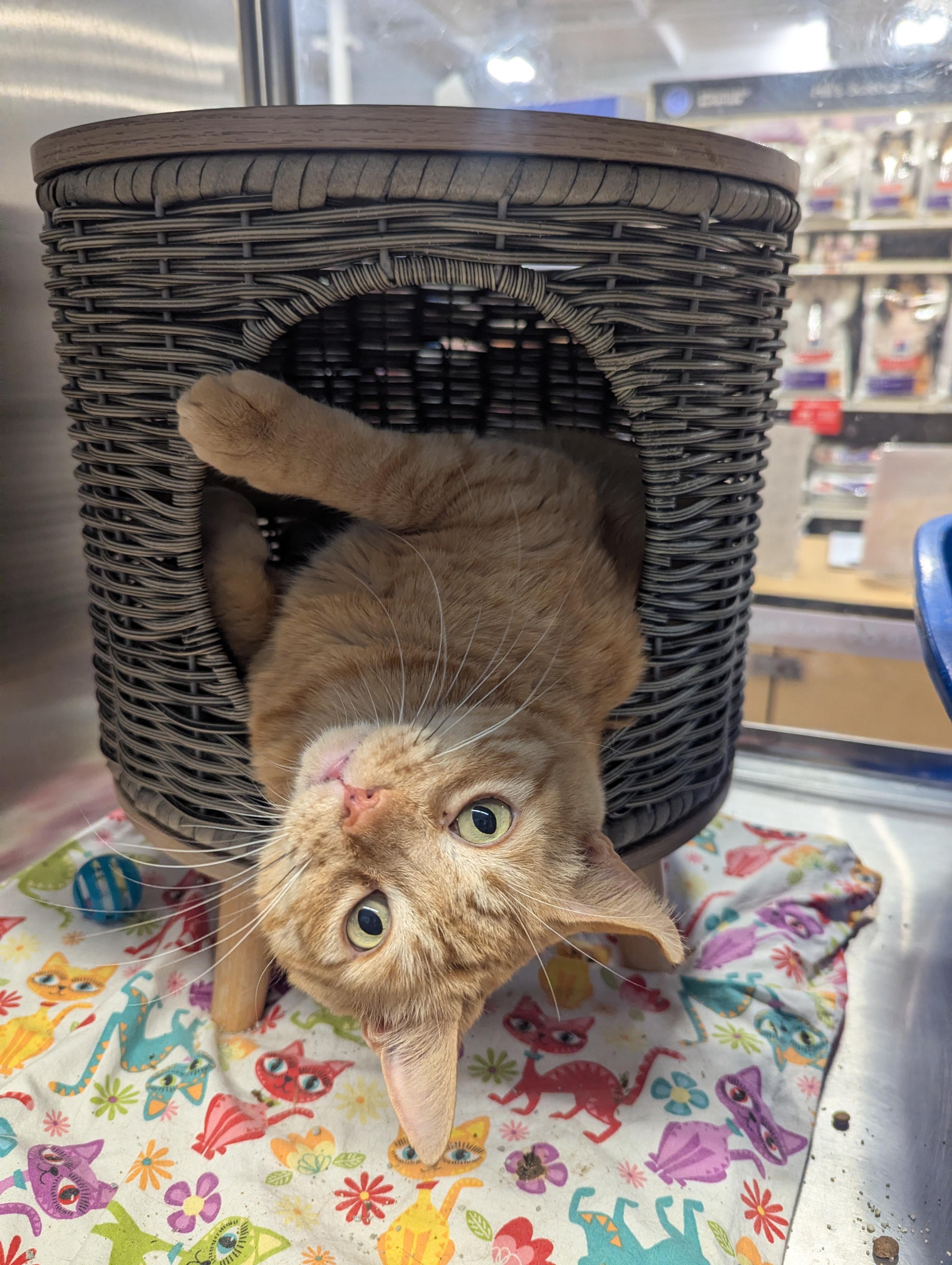 Enlarge Pumpkin - Orange Male, a ADOPTABLE Domestic Short Hair in Fullerton, CA image 1/3