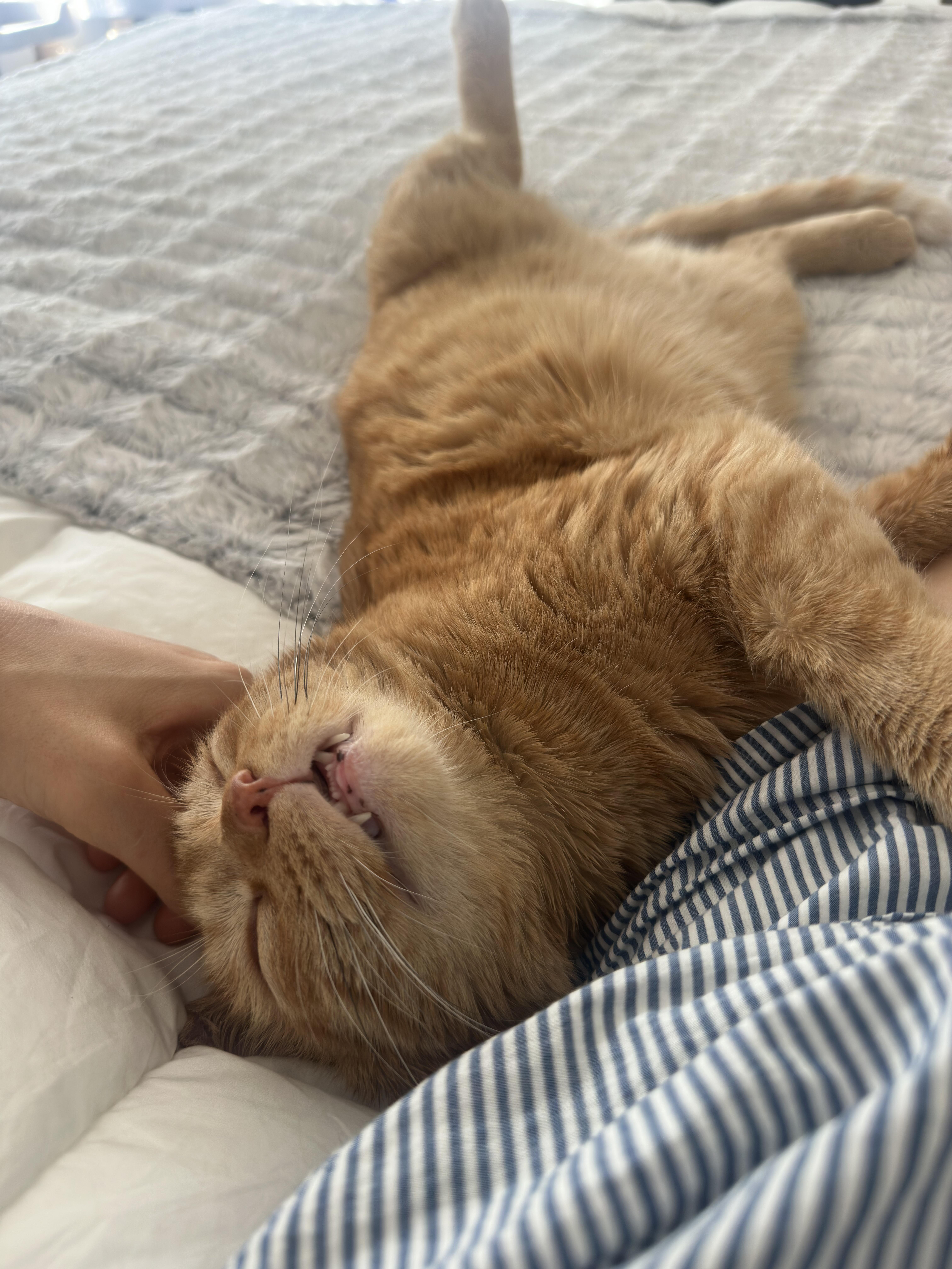 Enlarge Pumpkin - Orange Male, a ADOPTABLE Domestic Short Hair in Fullerton, CA image 3/4