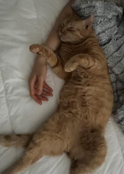 Enlarge Pumpkin - Orange Male, a ADOPTABLE Domestic Short Hair in Fullerton, CA image 1/4