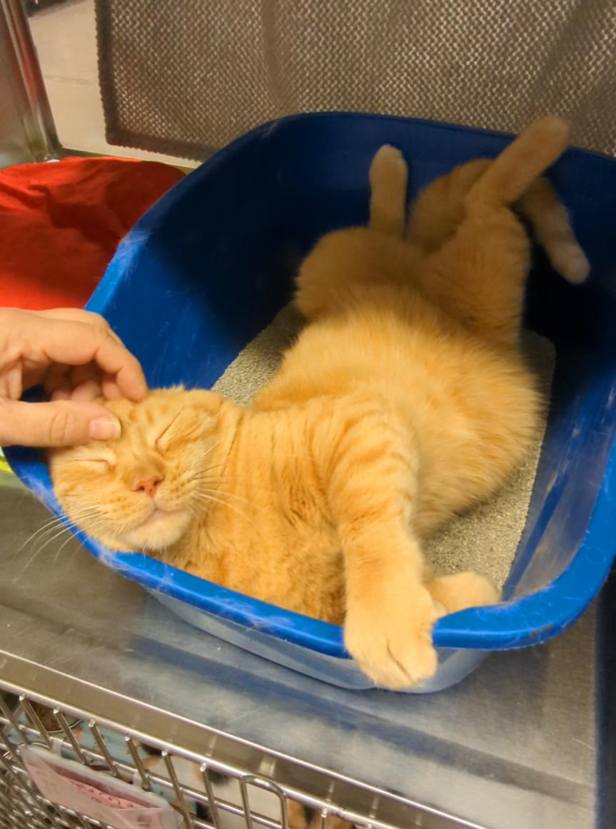 Enlarge Pumpkin - Orange Male, a ADOPTABLE Domestic Short Hair in Fullerton, CA image 2/3
