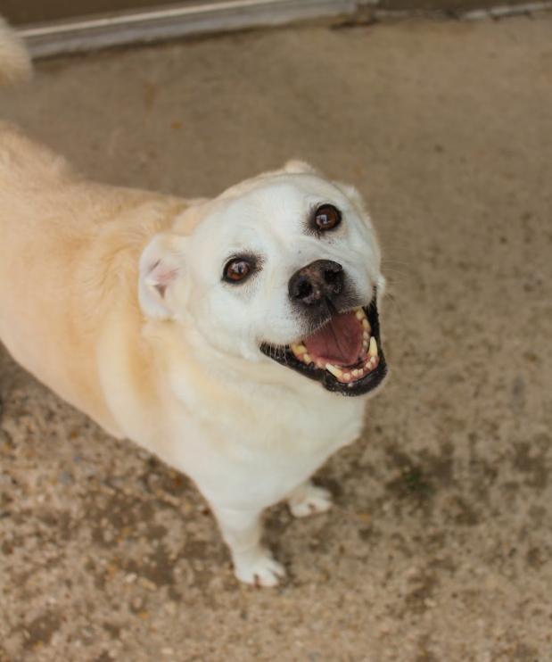 Enlarge Louie, a Adopted mixed breed in Lake Dallas, TX image 1/1