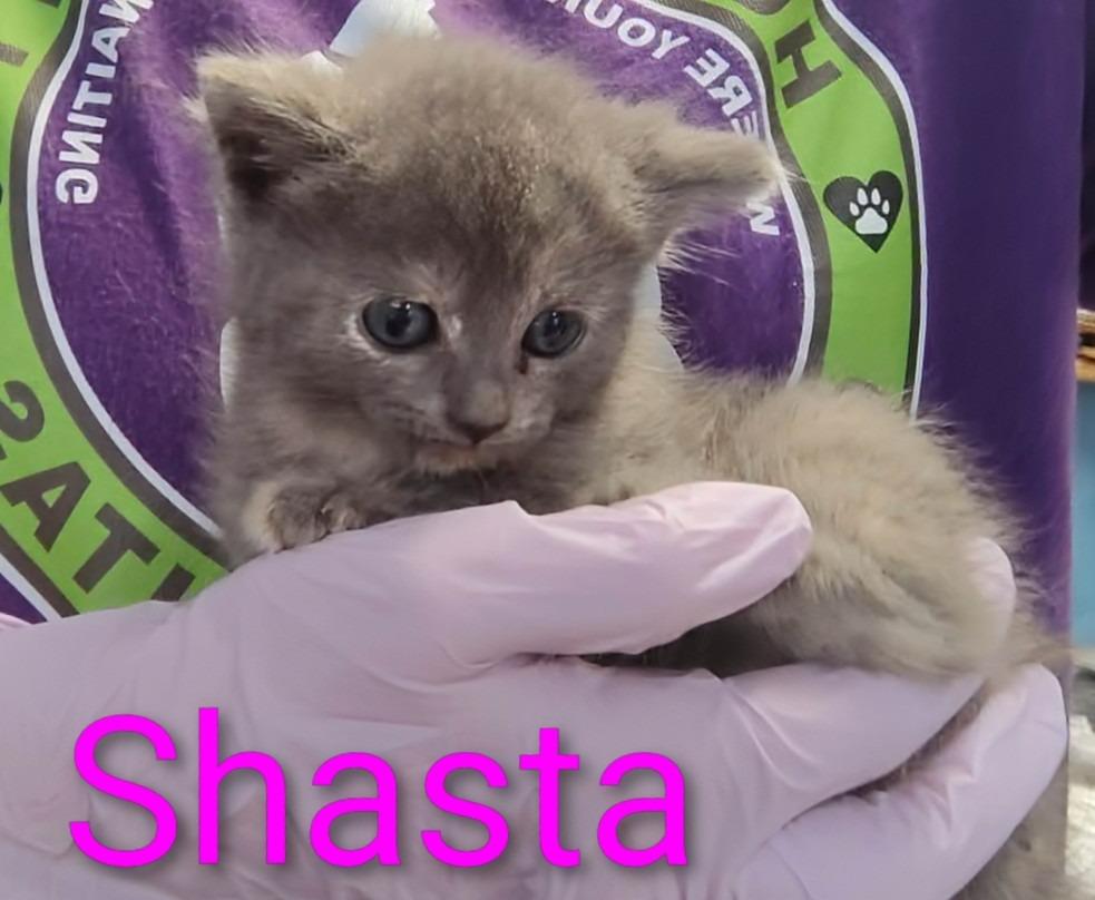 Enlarge Shasta, a Adopted mixed breed in Mena, AR image 2/2
