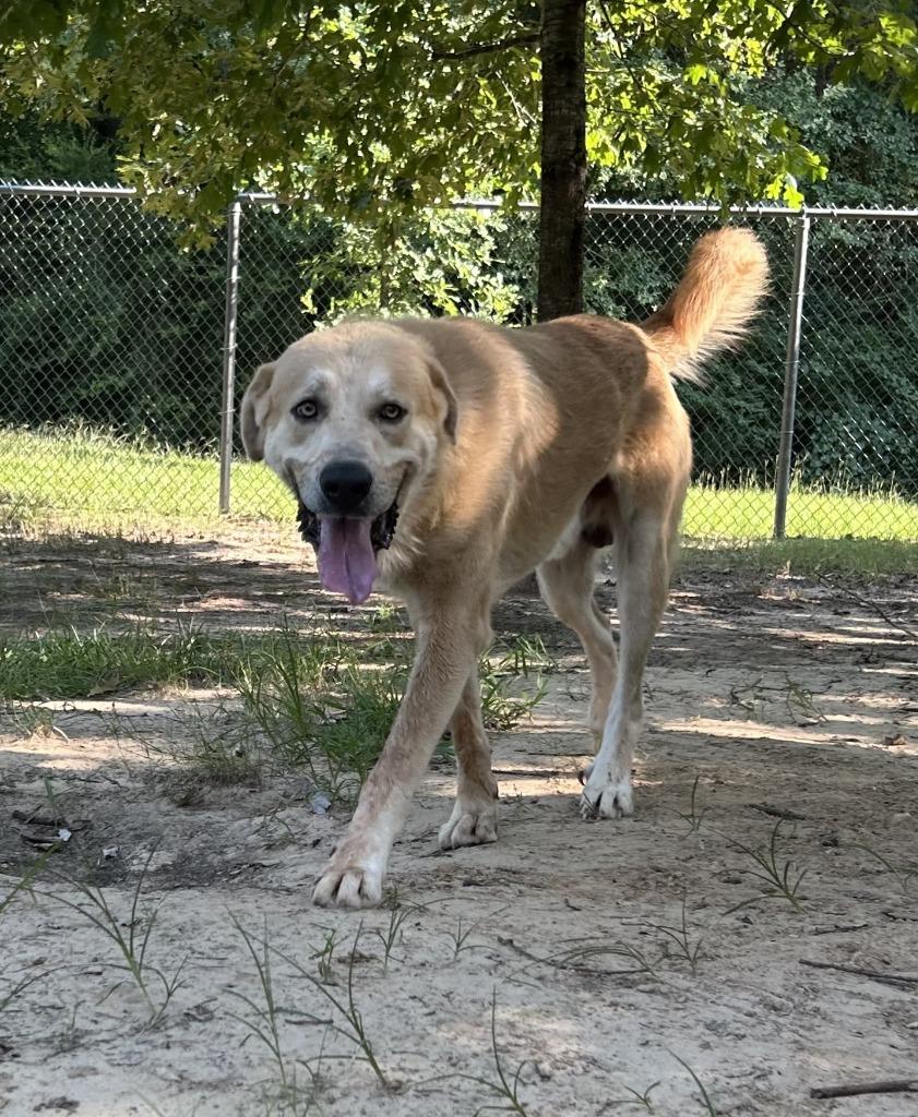 Enlarge Clyde, a Adoptable mixed breed in Nacogdoches, TX image 1/3