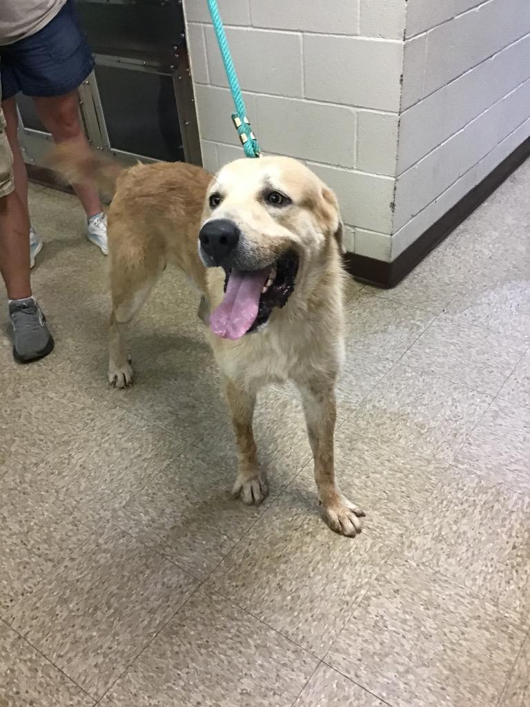 Enlarge Clyde, a Adoptable mixed breed in Nacogdoches, TX image 2/3