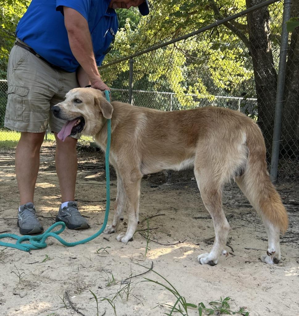 Enlarge Clyde, a Adoptable mixed breed in Nacogdoches, TX image 3/3