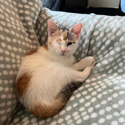 Enlarge Cashew, a Adopted mixed breed in Palisades Park, NJ image 1/3