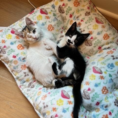 Enlarge Cashew, a Adopted mixed breed in Palisades Park, NJ image 2/3