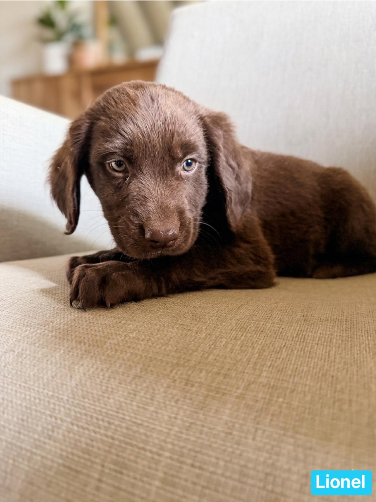 Lionel , adopted, Puppy Male Chocolate Labrador Retriever.