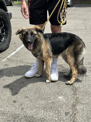 A331726, Adoptable, Adult Female German Shepherd Dog.